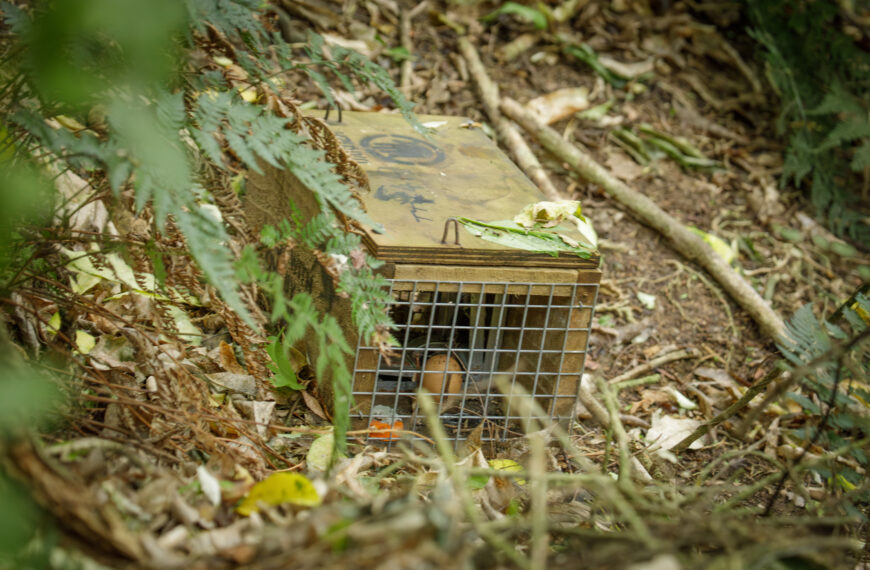 A DOC series trap sitting amongst leaf litter.