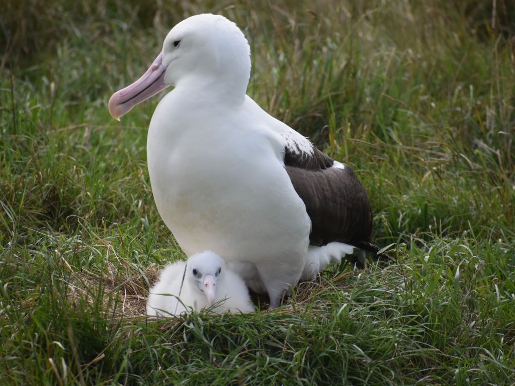 An adult albatross with a chick in a nest