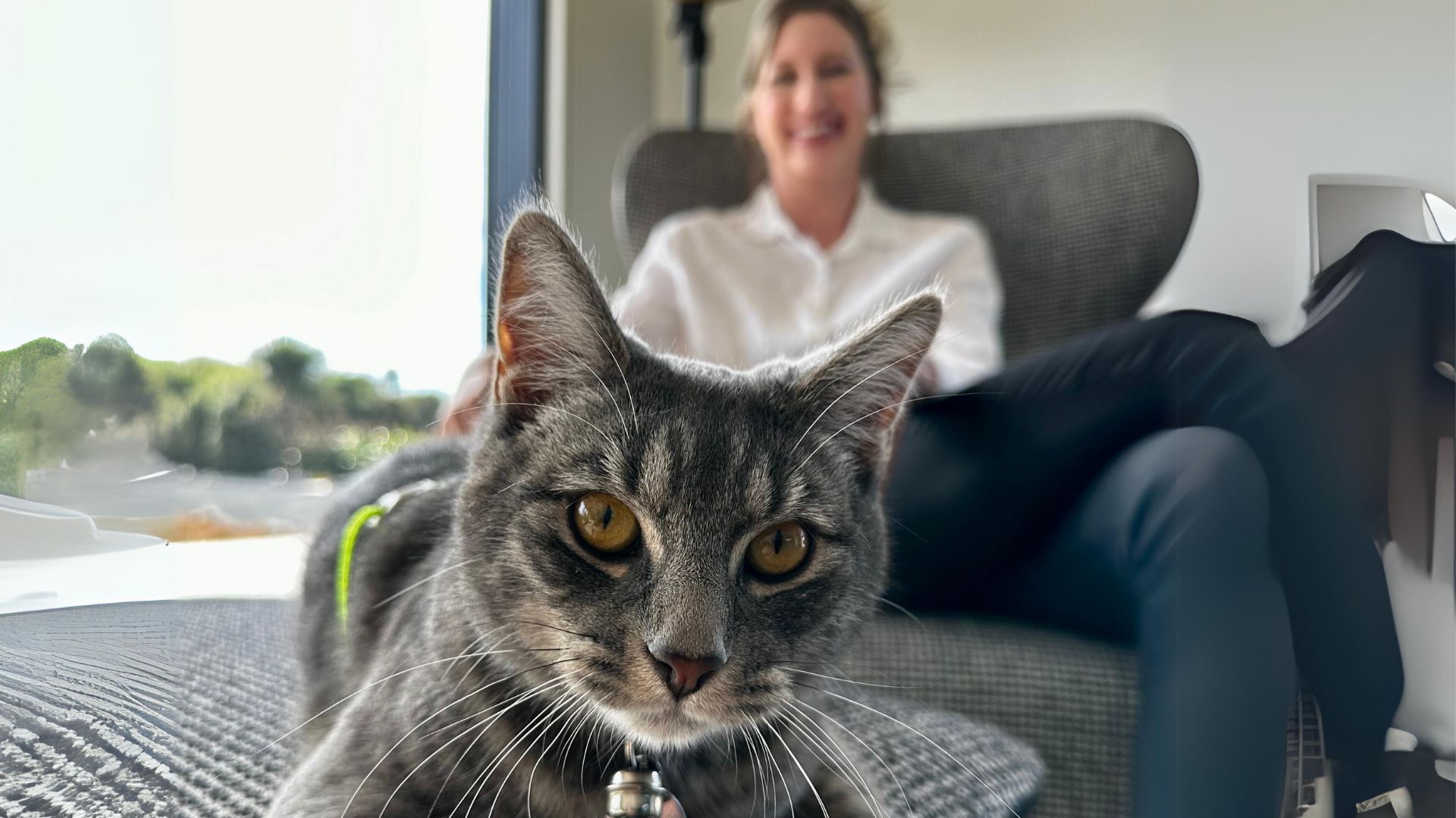 A cat in a lounge.