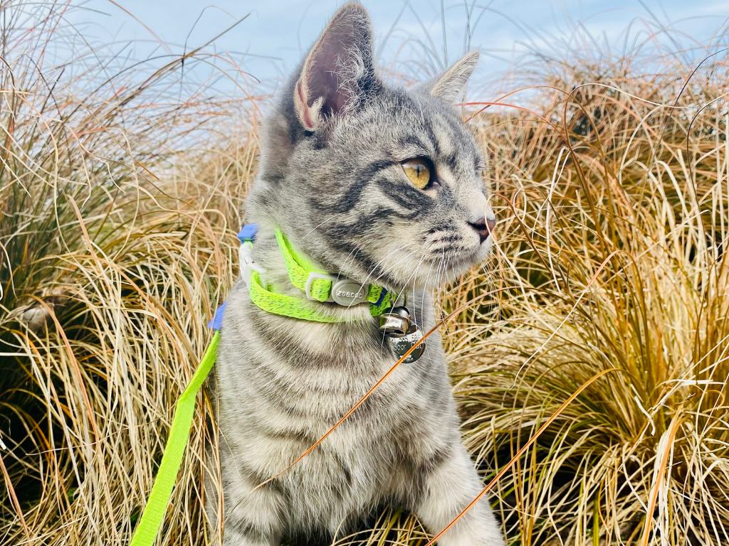 A cat outside, wearing a lead.