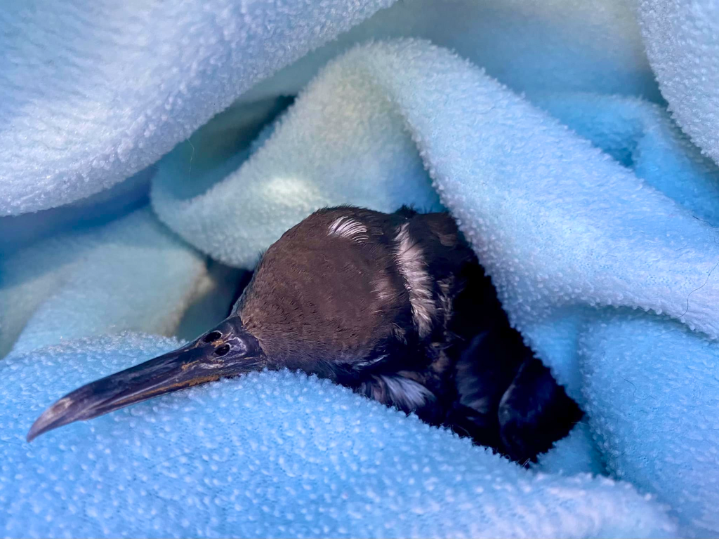 A seabird wrapped in a towel.