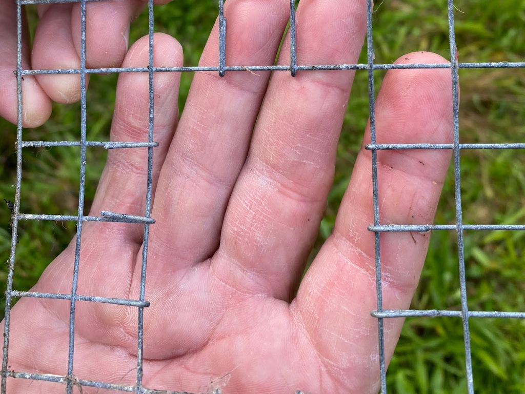 A close up of trap entrance hole with wire mesh bent.