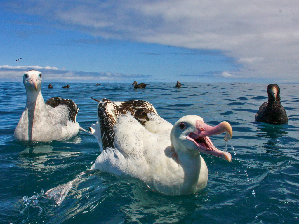 Albatrosses on the water