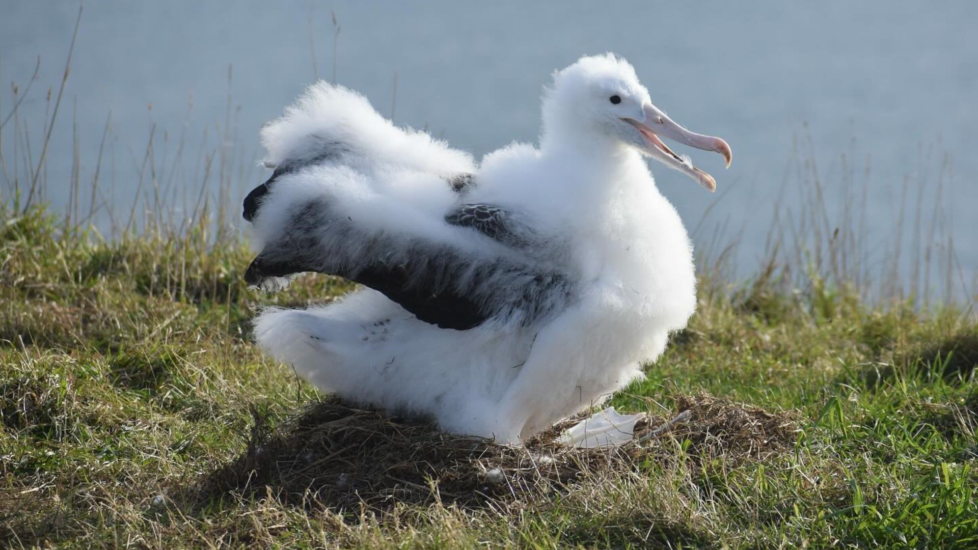 An albatross chick