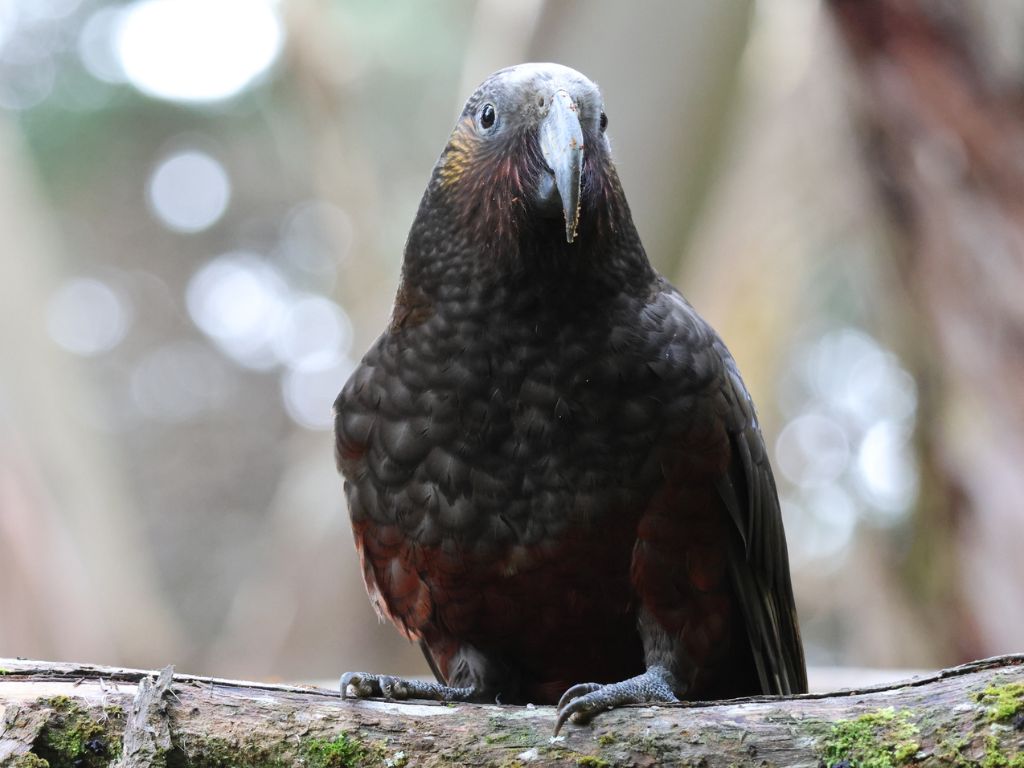 A kākā on a branch