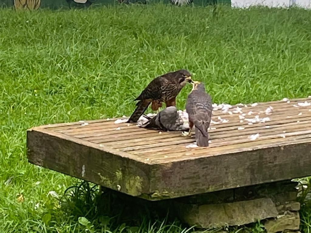 Two kārearea on a bench.