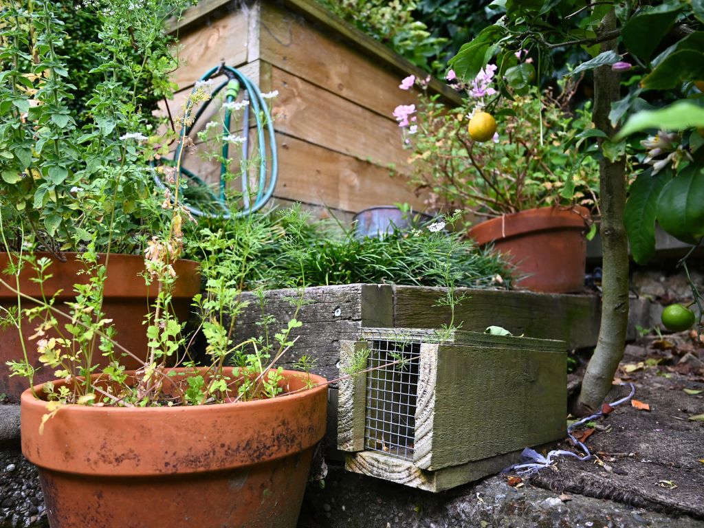 A rat trap in a box next to a lemon tree