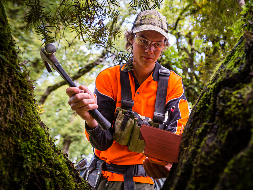 A man in hi-vis hammers a trap into a tree.