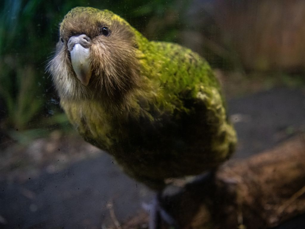 Photo of a kākāpō