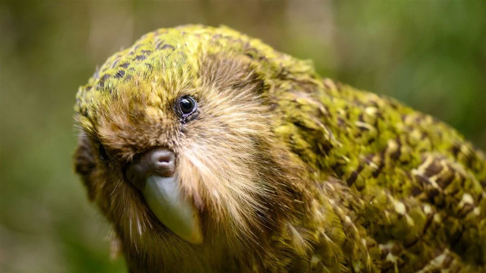 Photo of a kākāpō