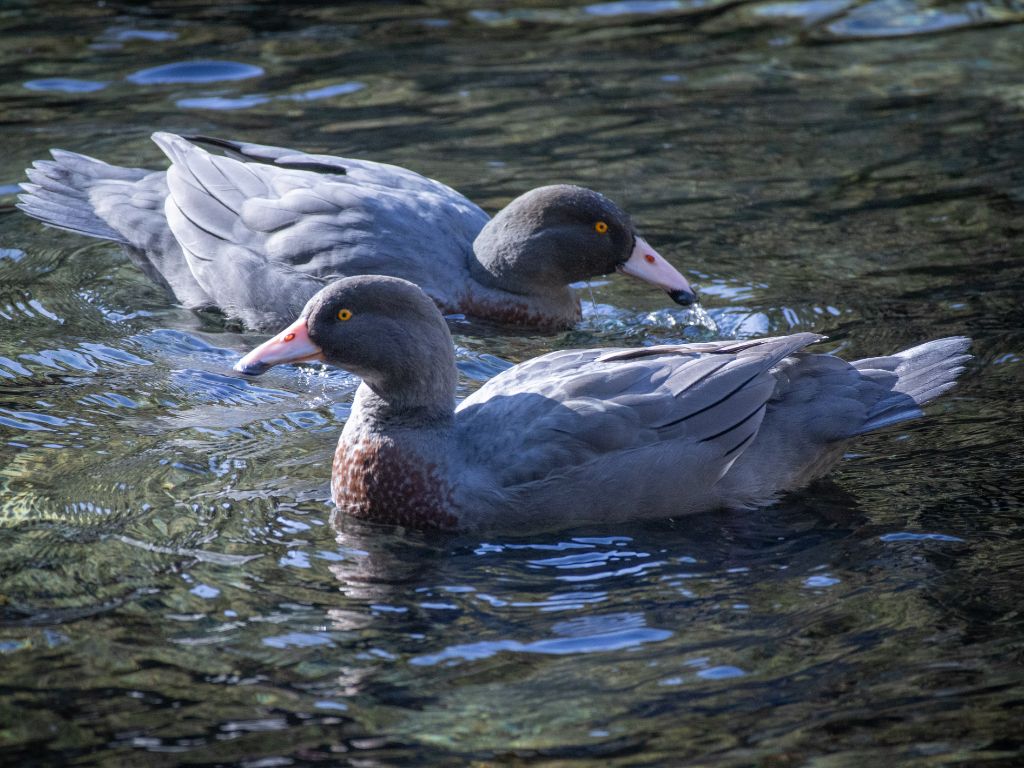 A whio pair in a river.