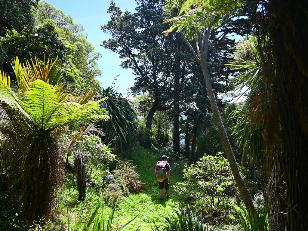 A man surrounded by dense green bush