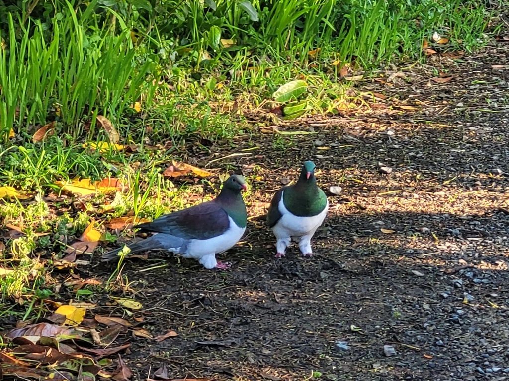 Two kererū standing on a path