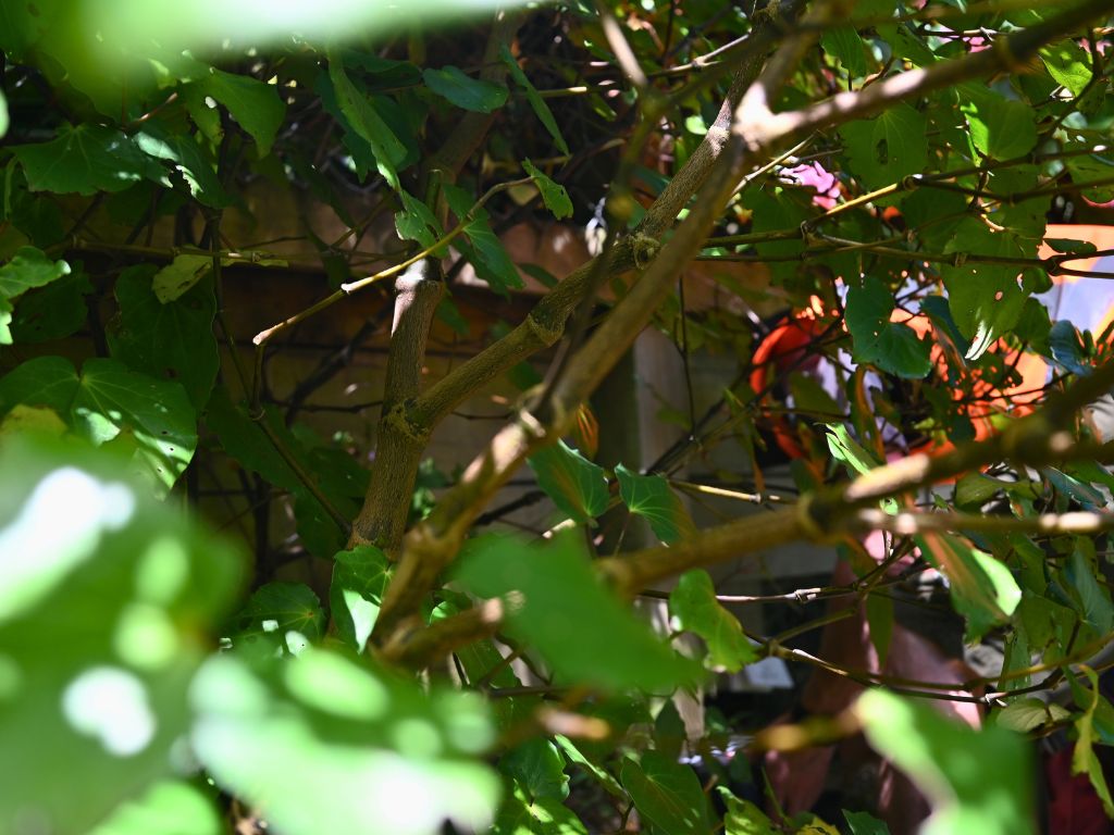 A man obscured by leaves