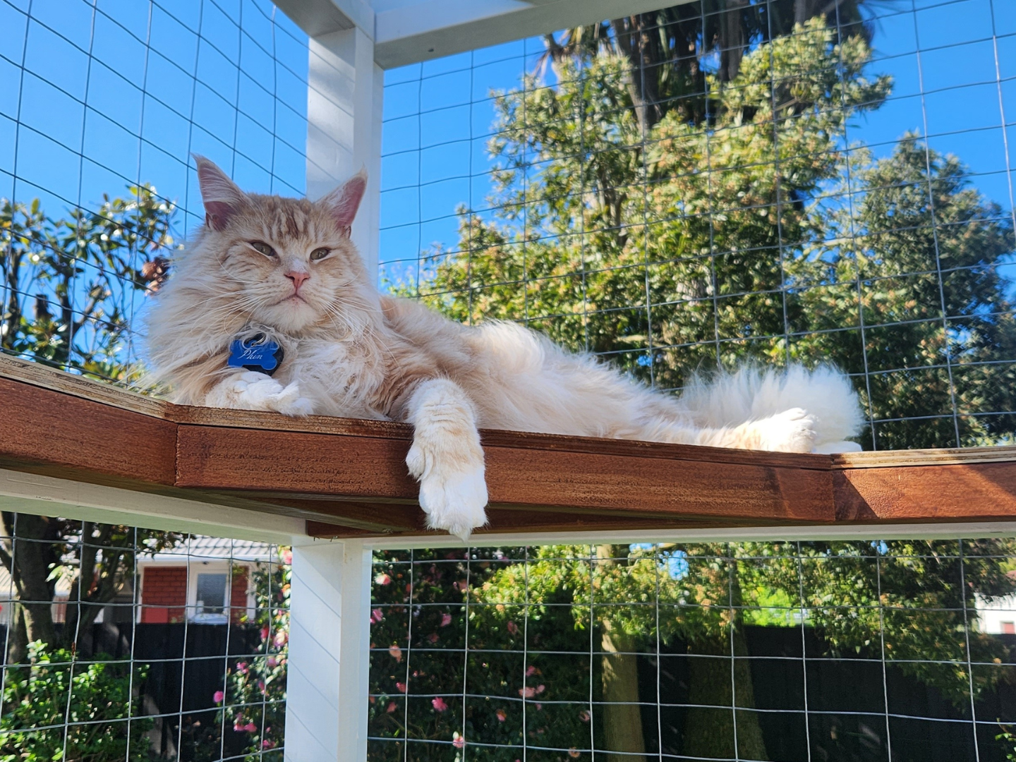 A cat laying on a wooden platform inside a dedicated catio.