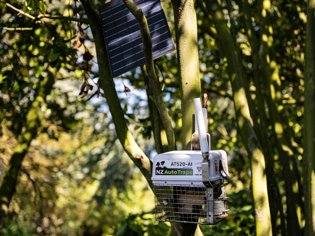 AT520 trap on a tree in the bush.