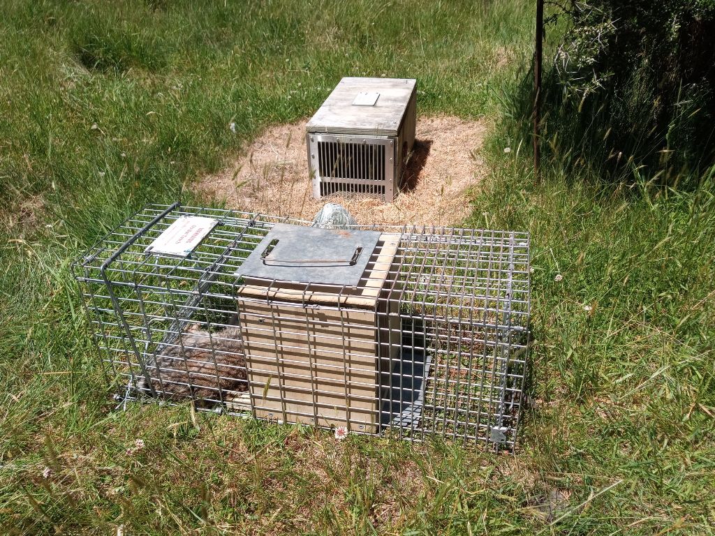 A cage trap on grass.