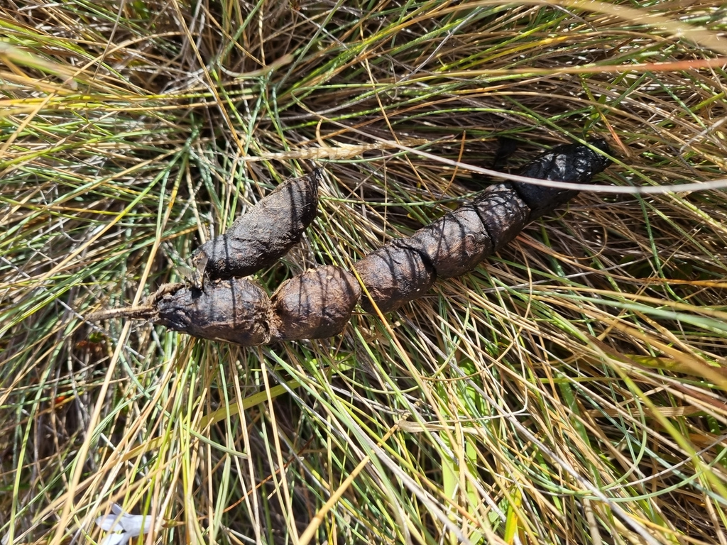 Cat scat in tussock