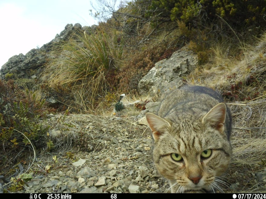 A feral cat on a trail camera