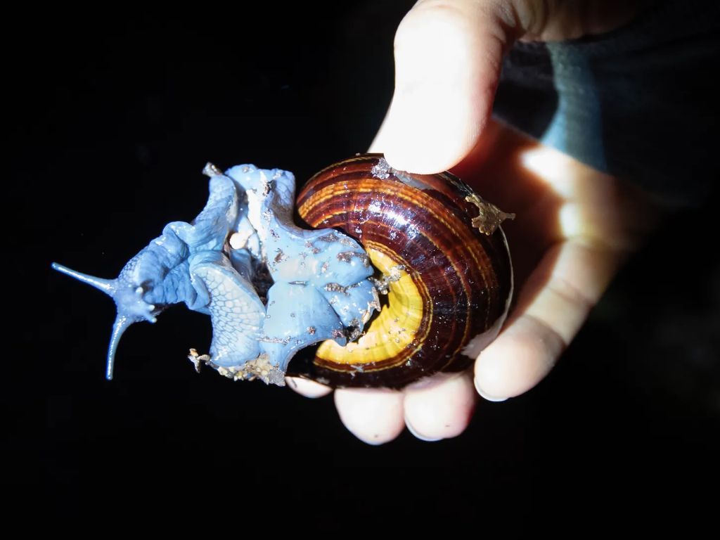 A giant snail