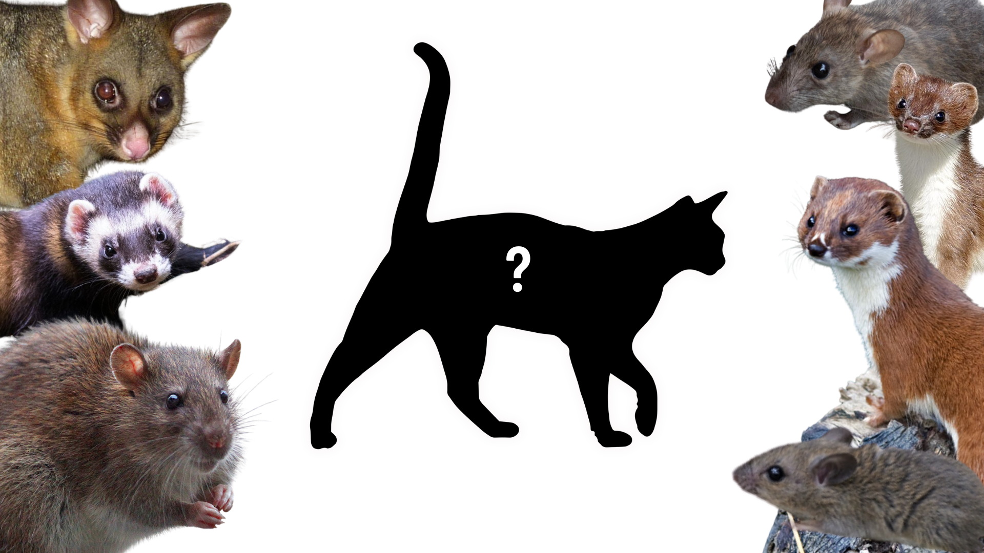A collage of images of 2050 target predators and a cat shaped hole.