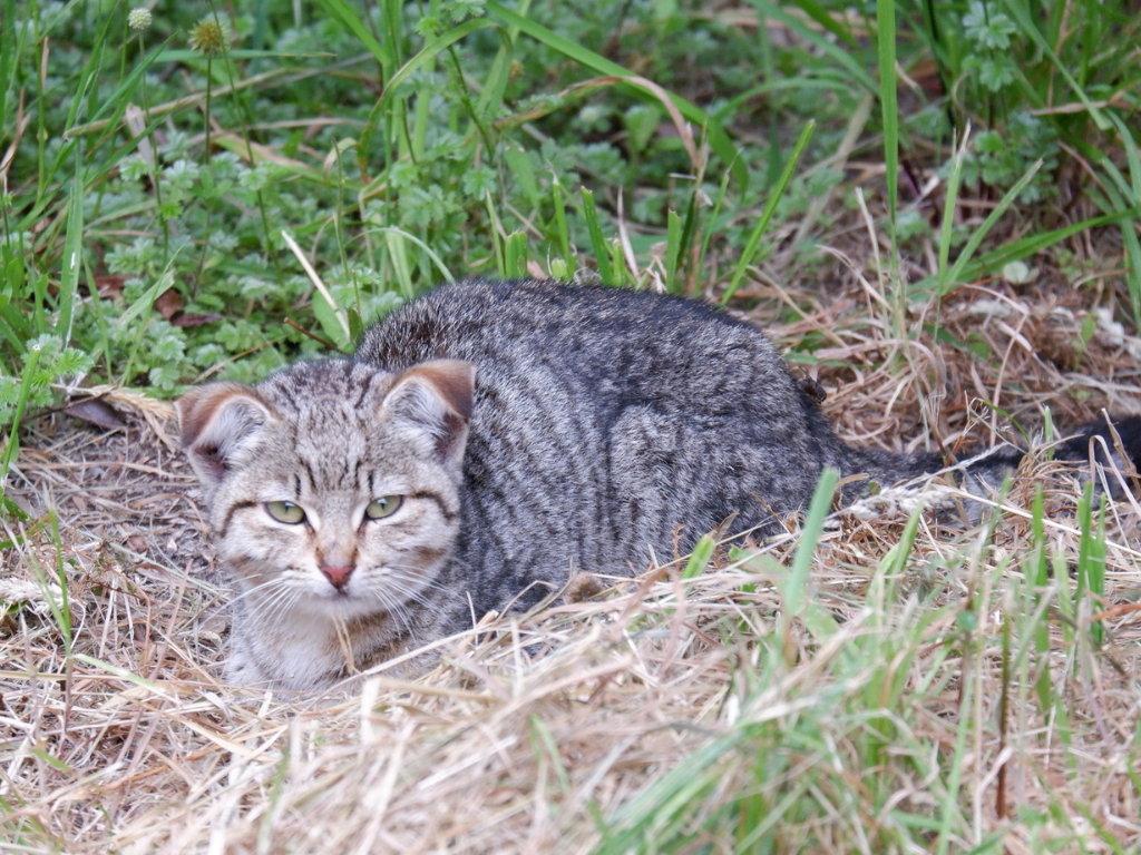 Feral cat