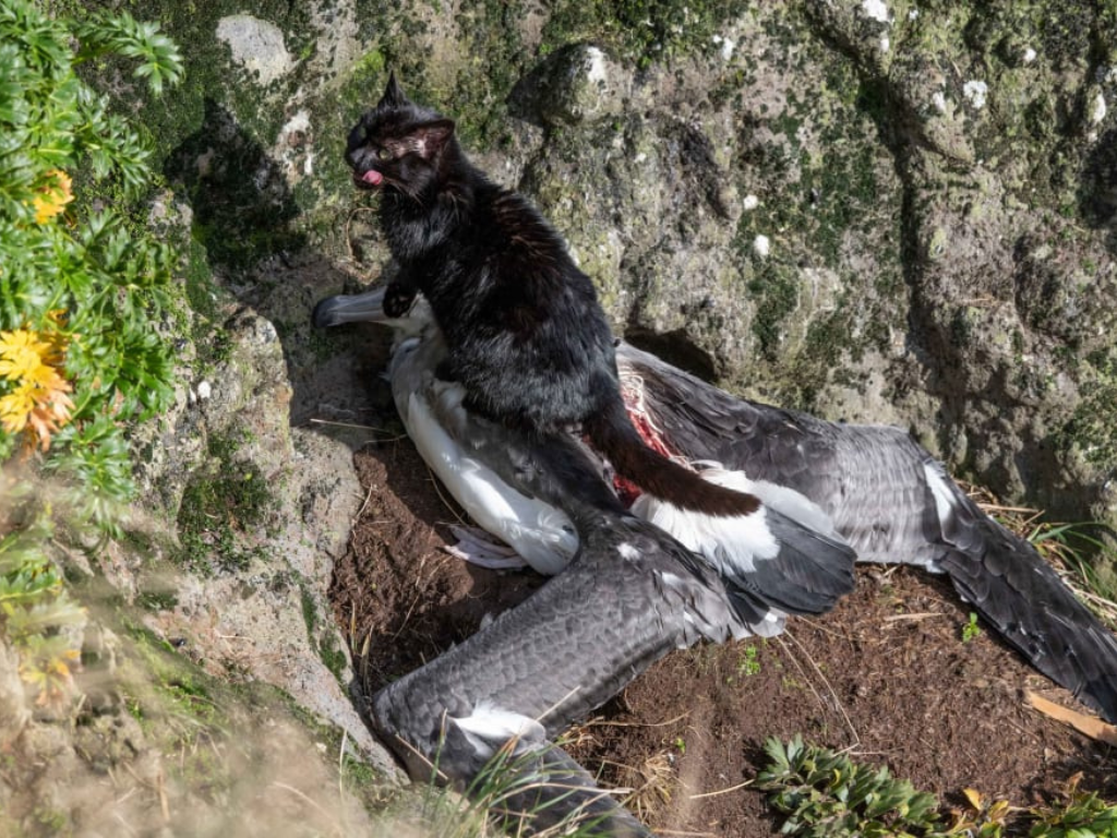 A cat eating an albatross