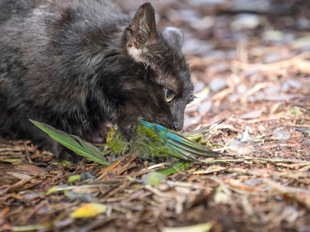 A cat eating a bird