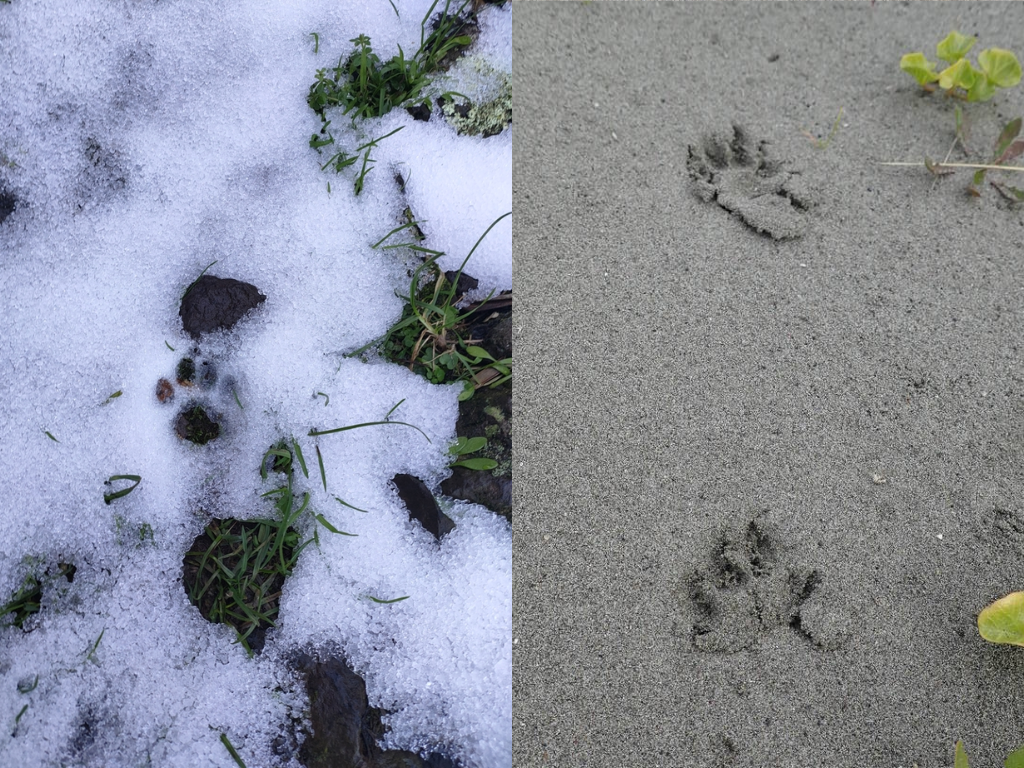 Cat footprints in snow and sand