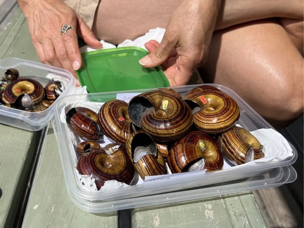 Giant snail shells