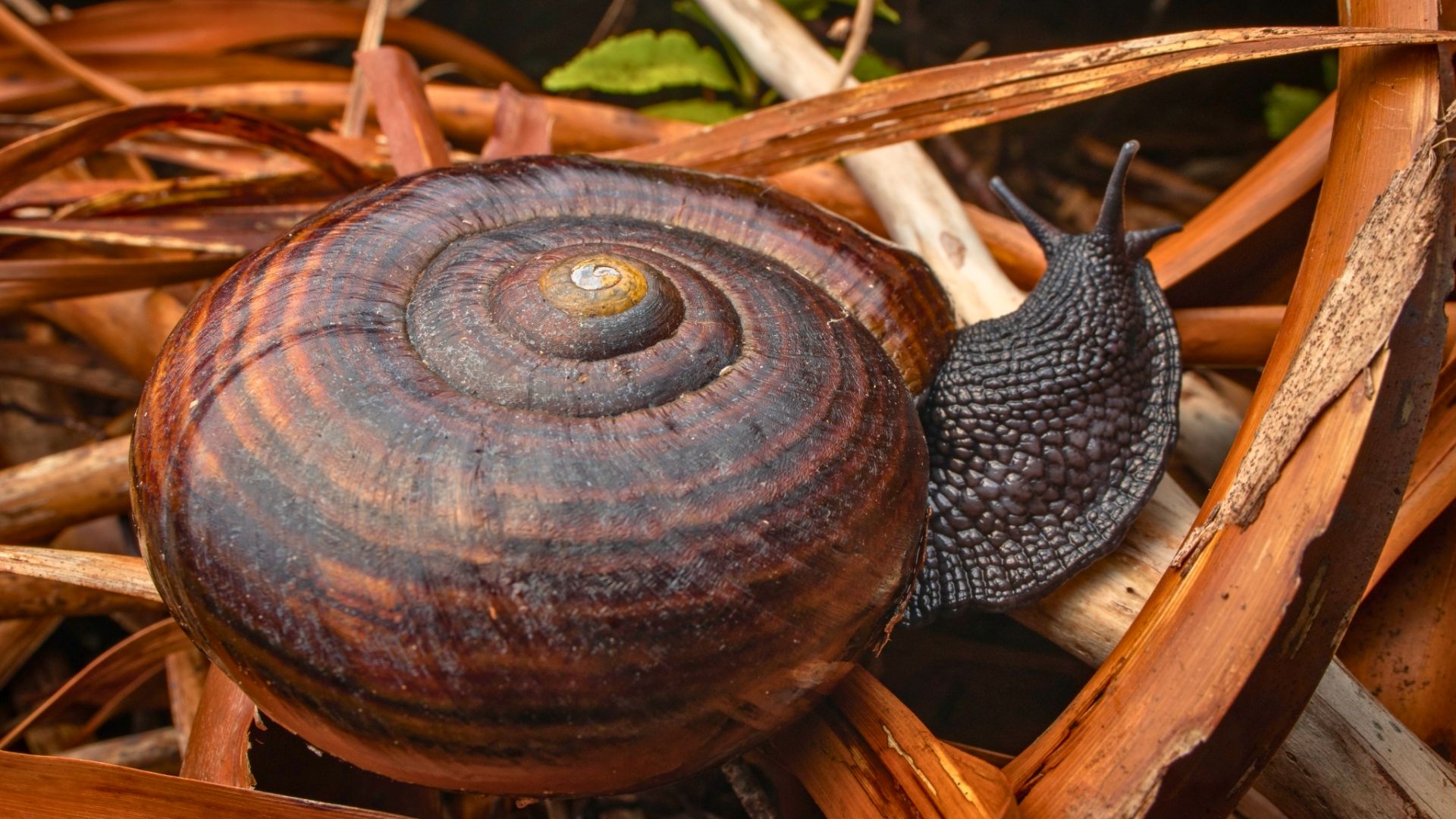 A giant snail