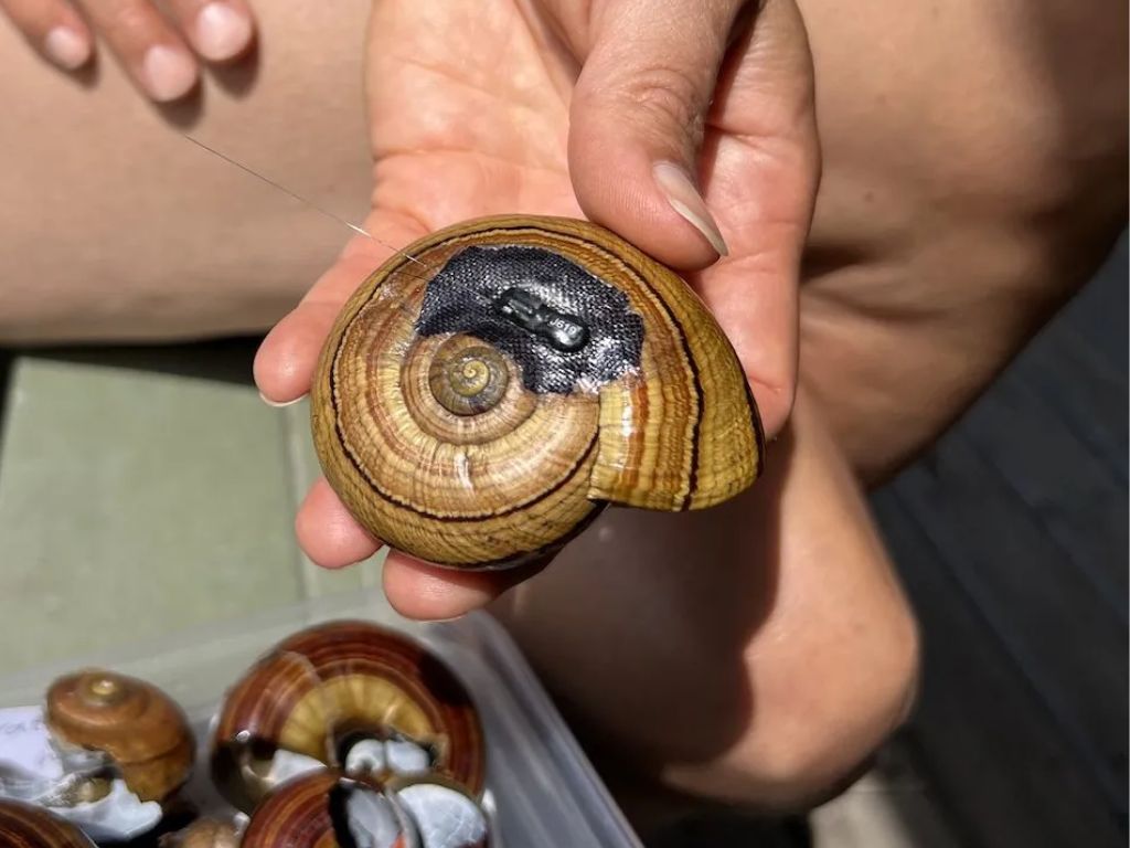 A snail shell with a radio transmitter