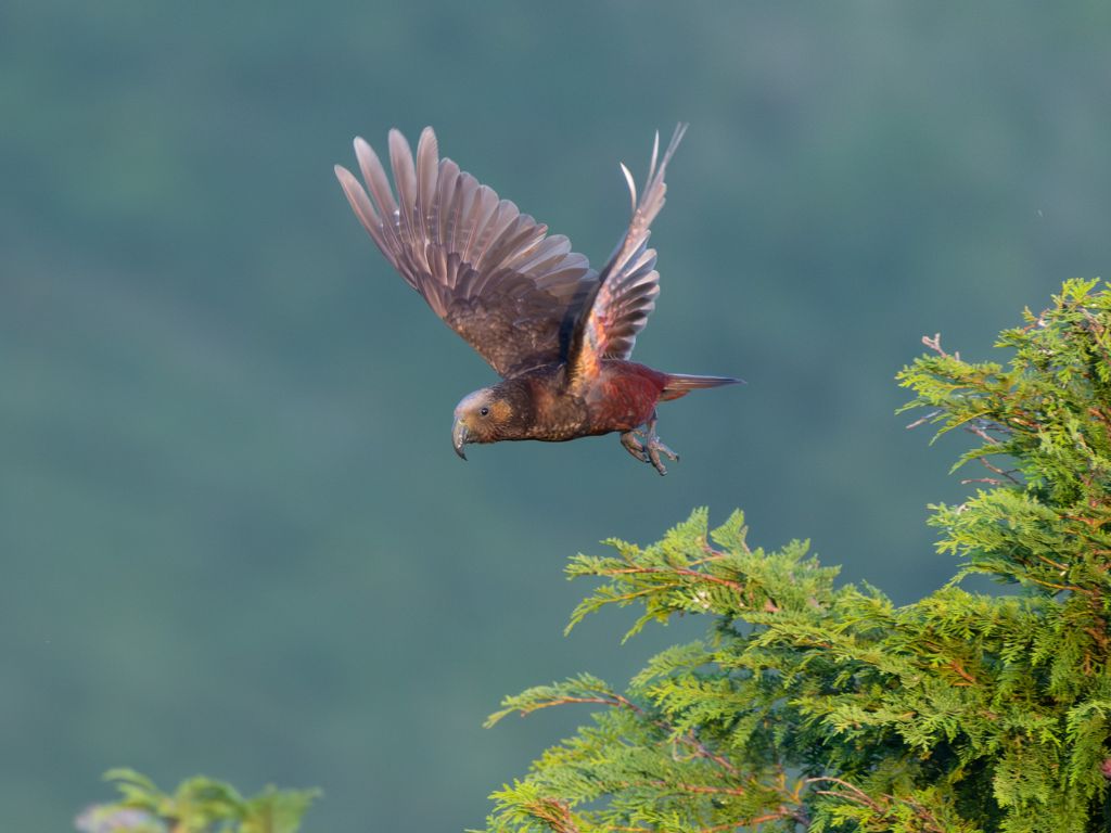 A kākā flying