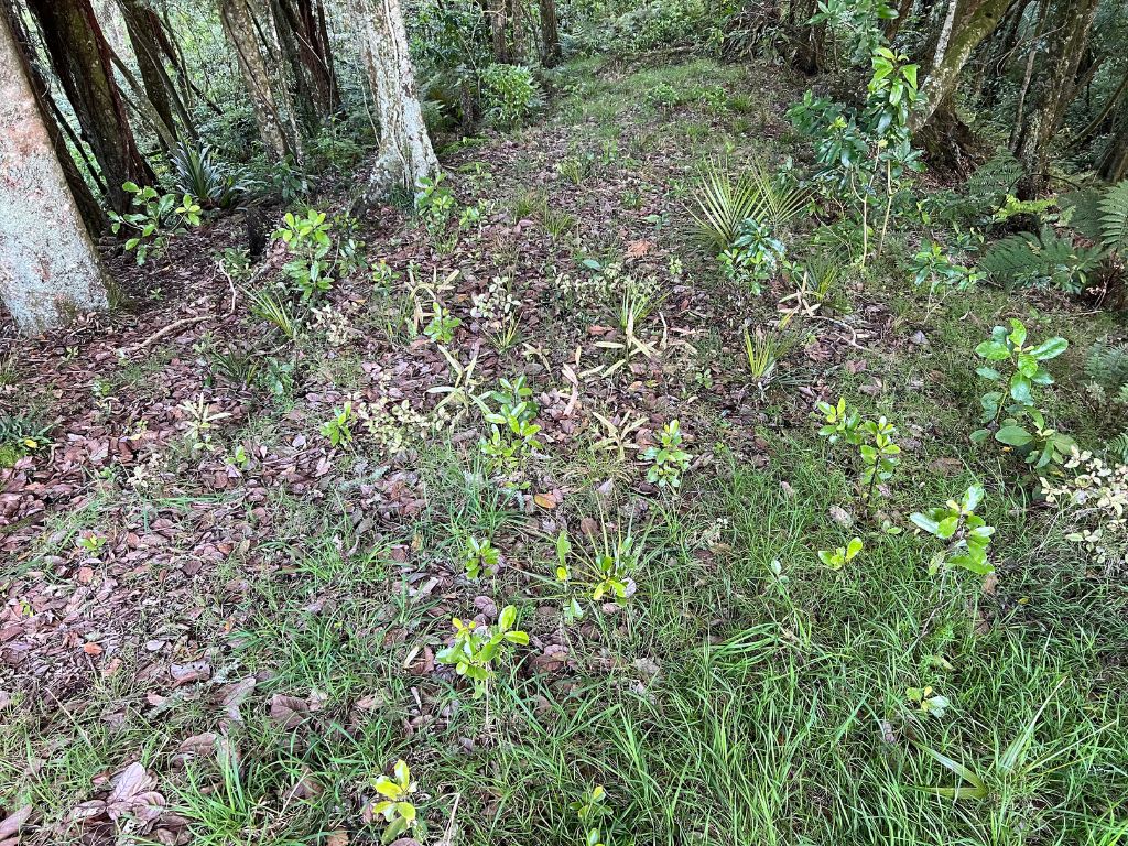 Forest understory regrowing