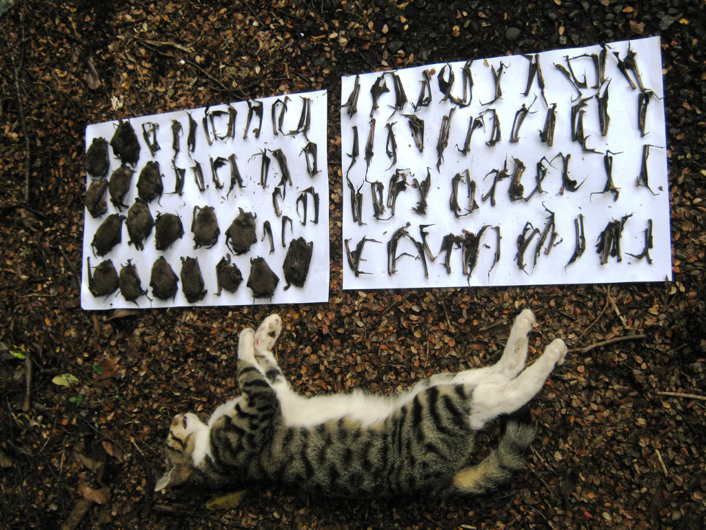 A cat lying next to many parts of bats