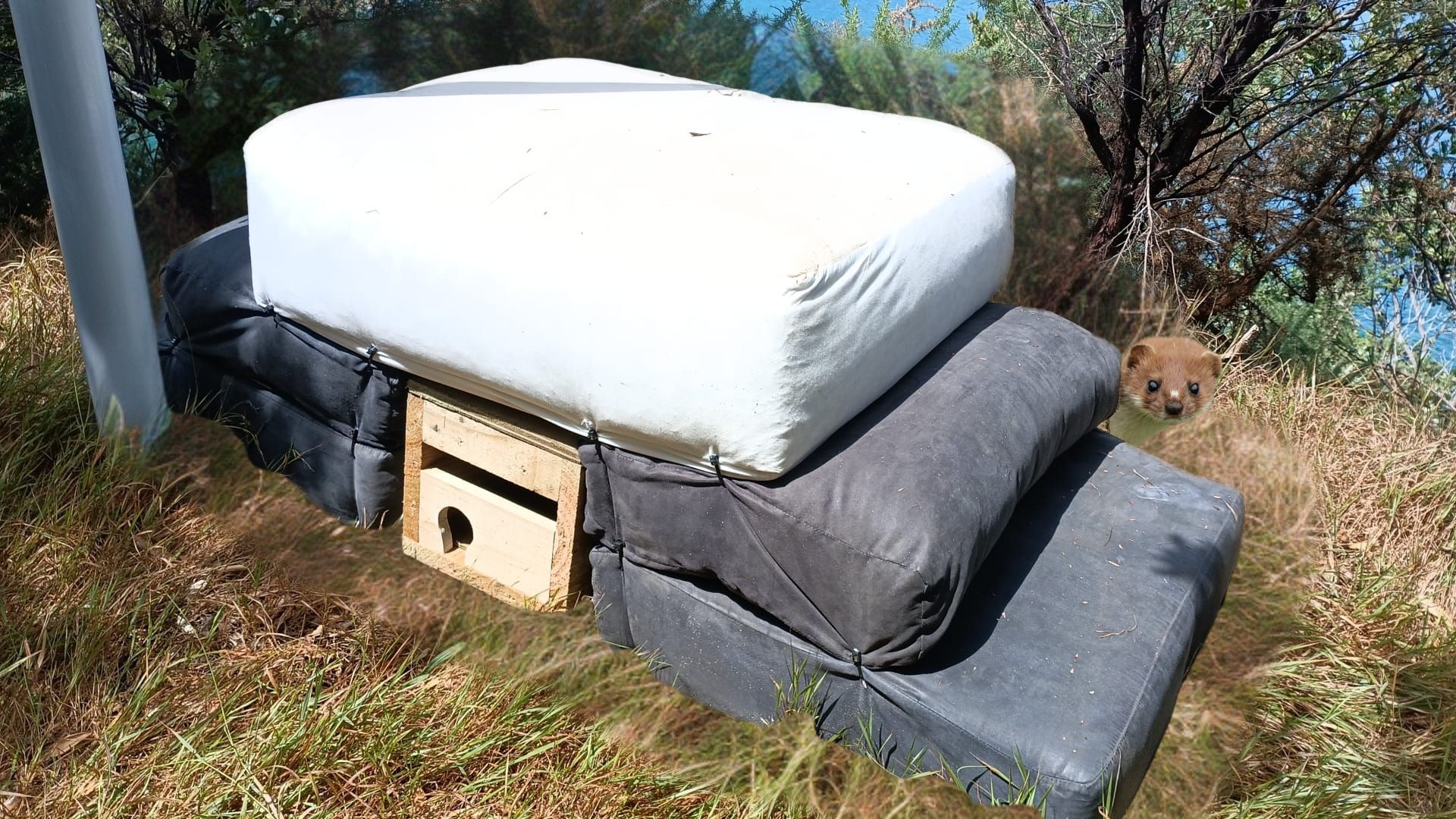 A stoat trap in a pile of matresses