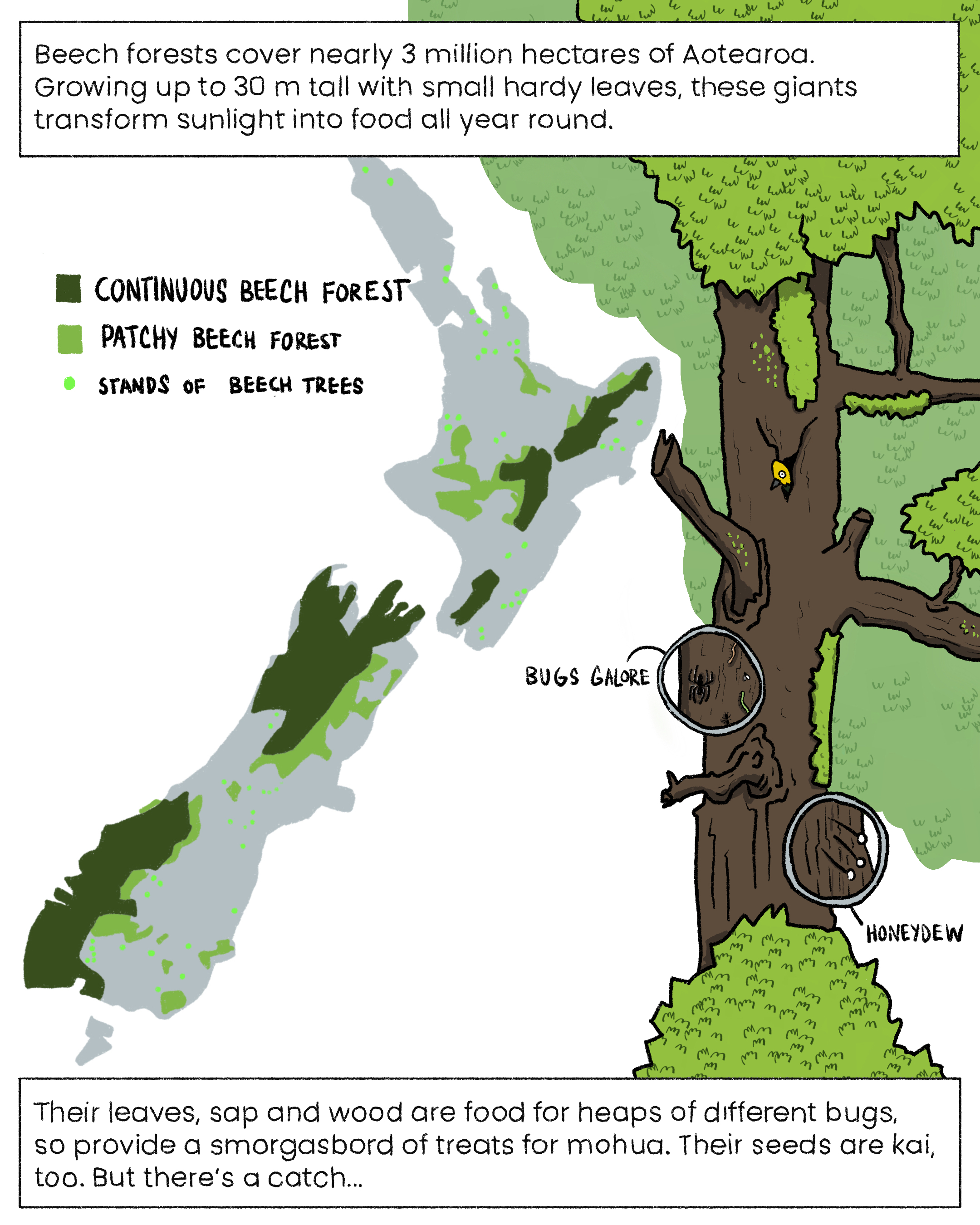 Beech forests cover nearly 3 million hectares of Aotearoa. Growing up to 30 metres tall with small hardy leaves, these giants tranform sunlight into food all year round. Their leaves, sap and wood are food for heaps of different bugs. so provide a smorgasbord of treats for mohua. Their seeds are kai, too. But there's a catch...