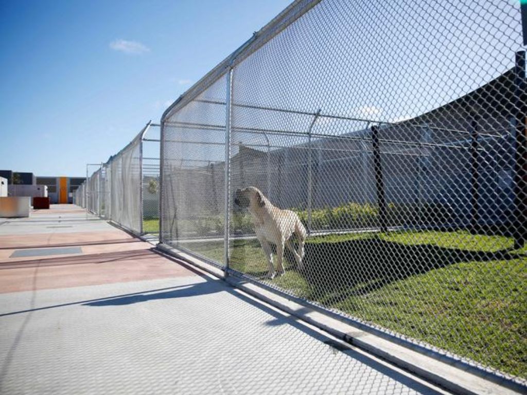 A dog in a run.