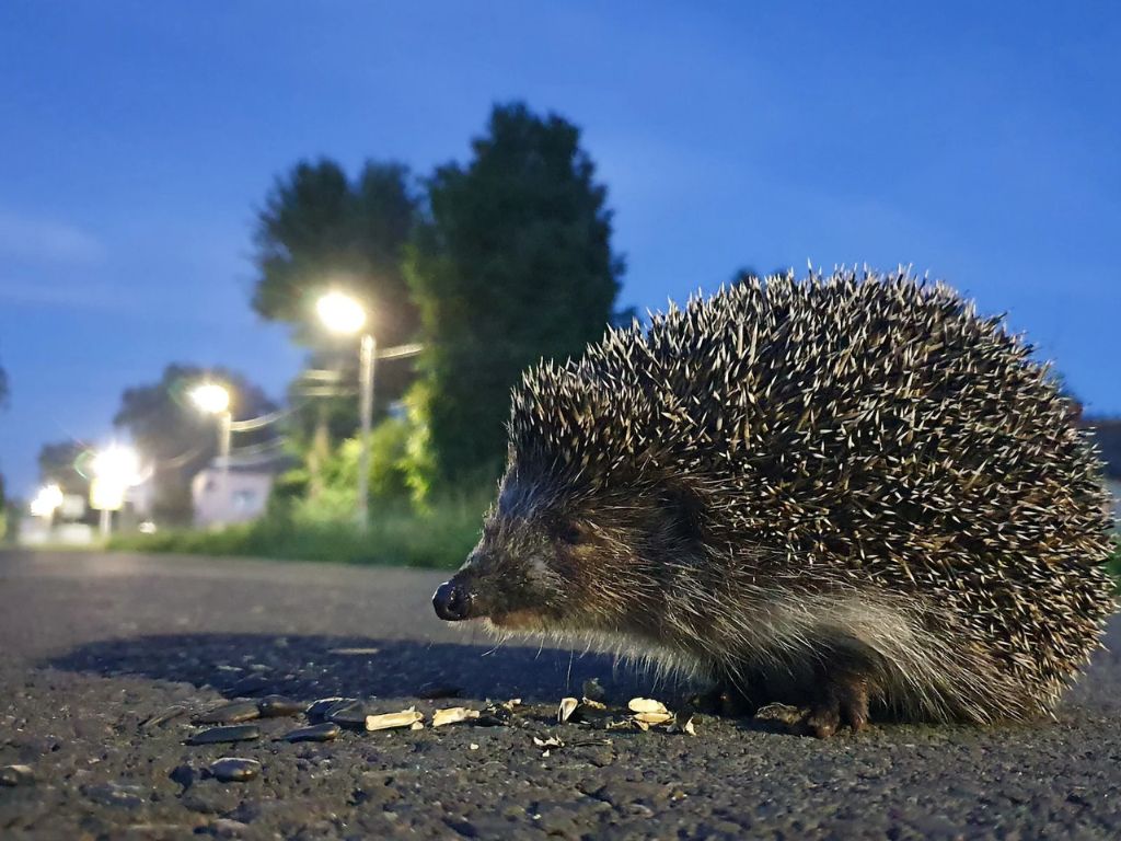 A hedgehog on a road.