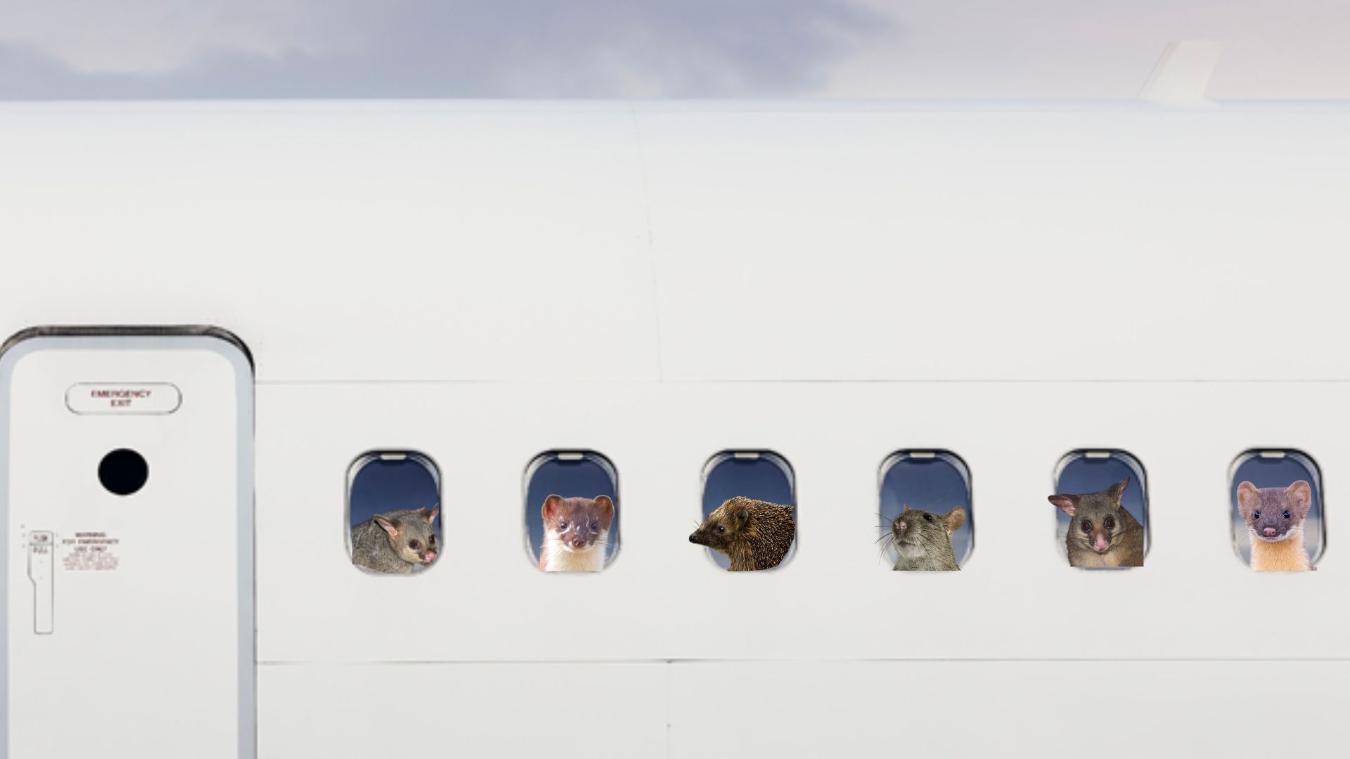 Introduced predators on a plane back home