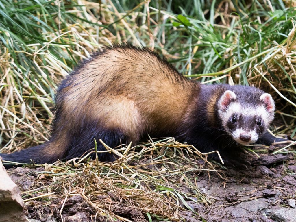 A ferret