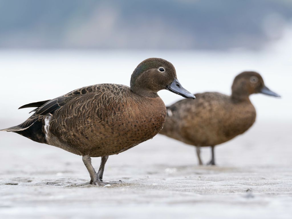 Pāteke (brown teal) standing on the sand