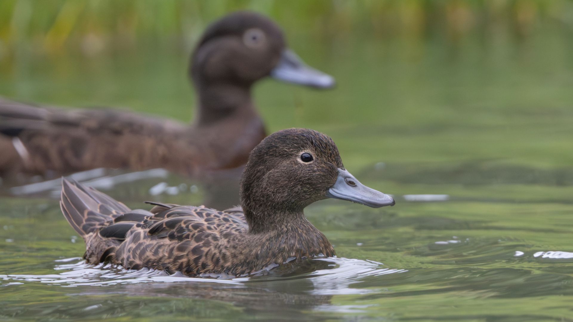 Pāteke (brown teal) in the water
