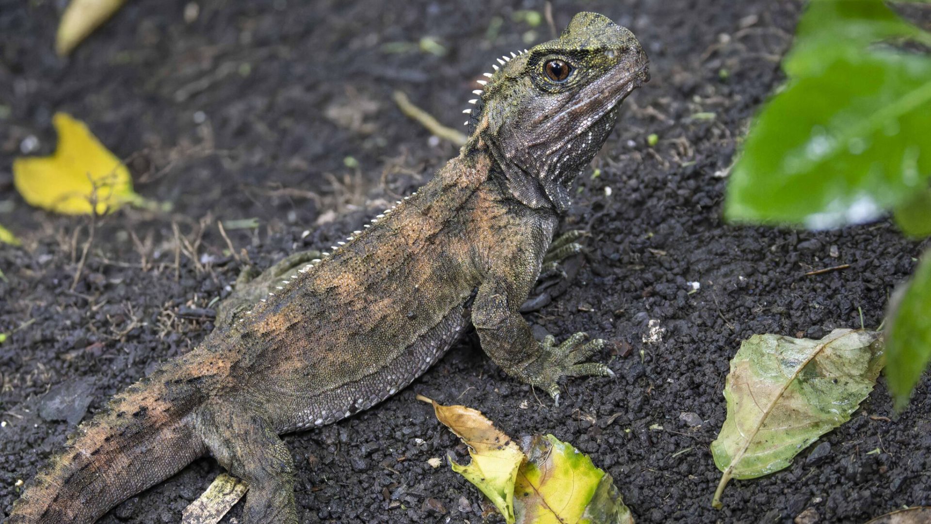 A tuatara
