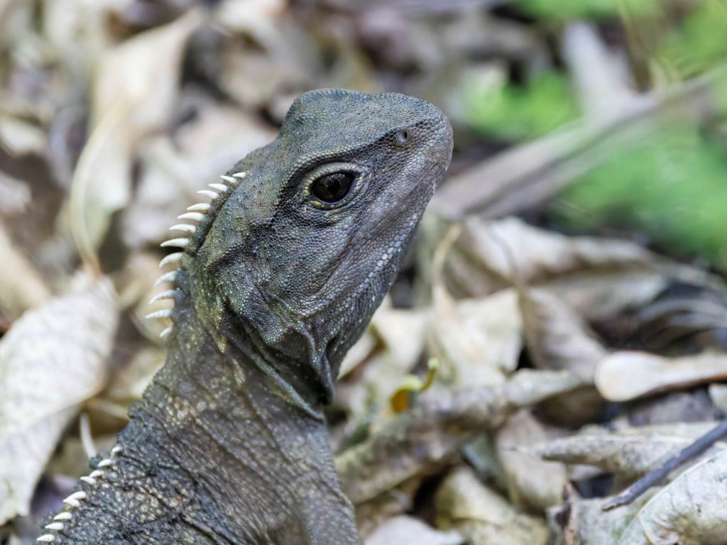A tuatara
