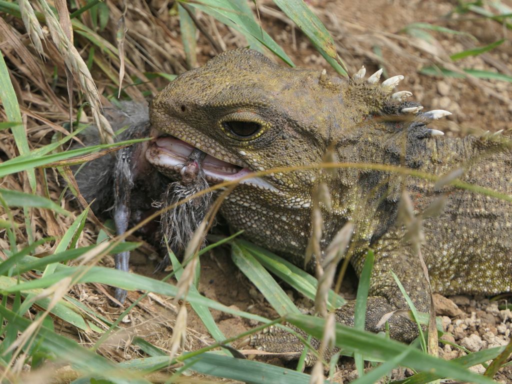 A tuatara with a baby bird in its mouth