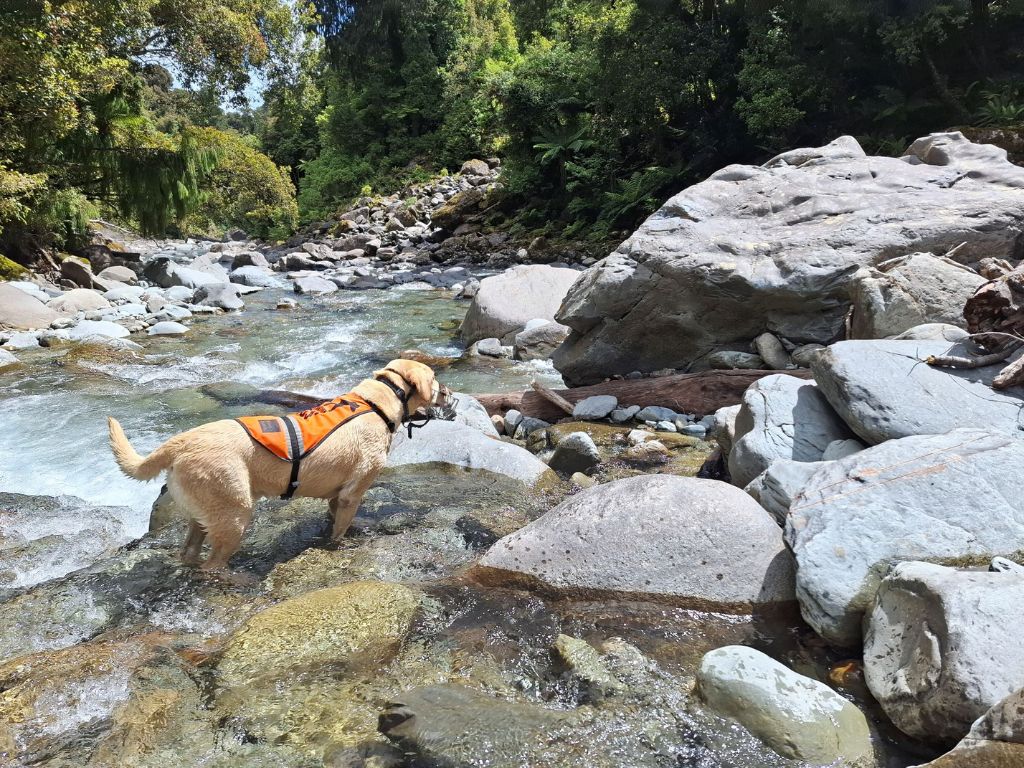 A golden Labrador on rocks next to a river