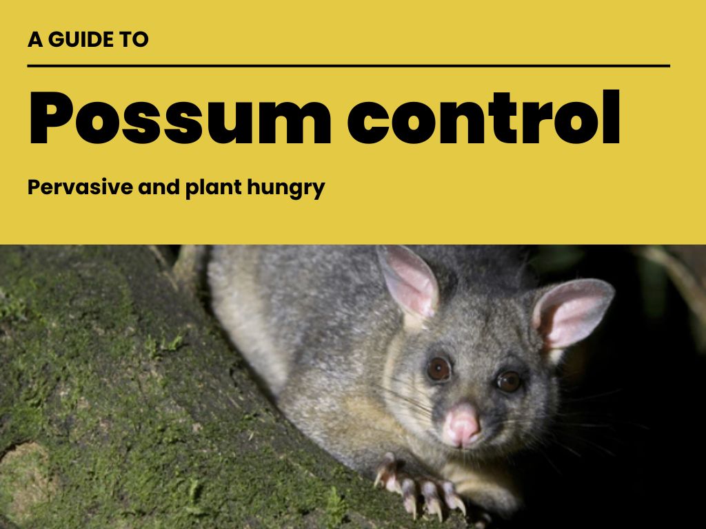 The front cover of a guide to possum control