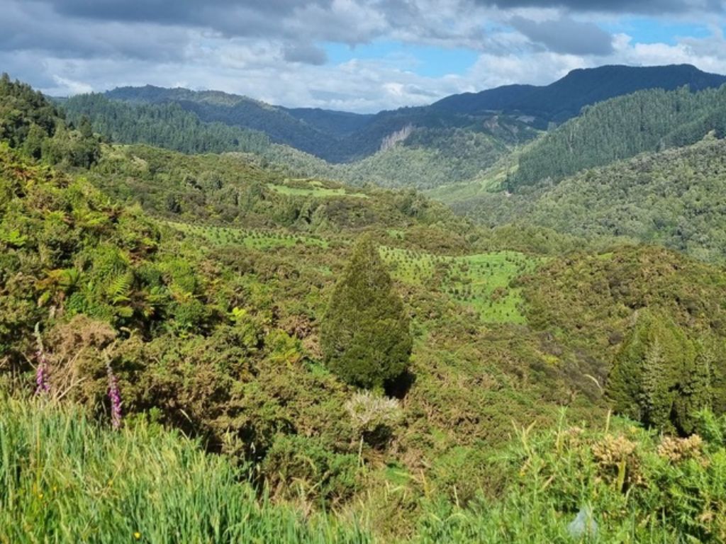 A view over Ōpango, where the mana whenua biodiversity monitoring project was piloted.