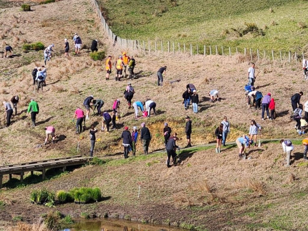 Volunteers planting out a hillside.